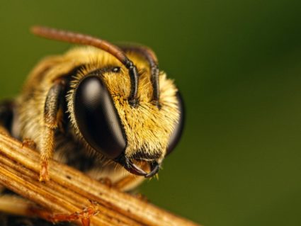 Подмор пчелиный