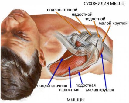 Анатомия плеча 
