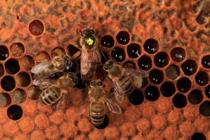 Пчелиный воск - залог здоровья