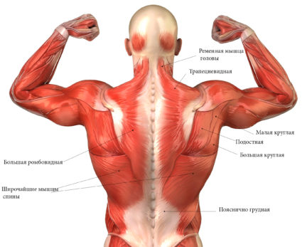 Широчайшие мышцы спины являются одними из наиболее важных для поддержания осанки