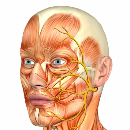 Тройничный нерв, особенности его строения и рефлексов