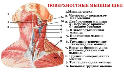 Поверхностные мышцы шеи