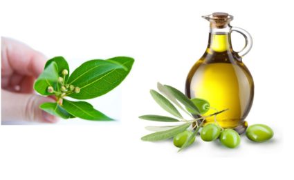 Лавровый лист и оливковое масло