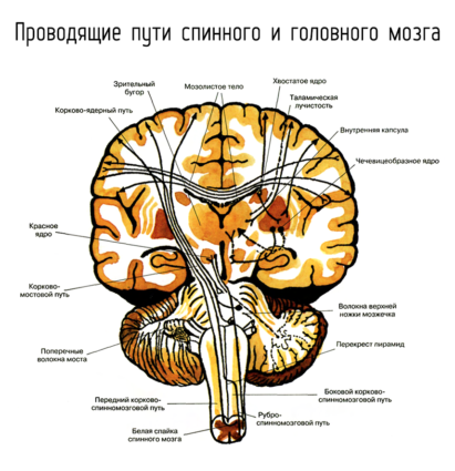Связь головного и спинного мозга благодаря нейронам