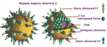 Вирус гепатита