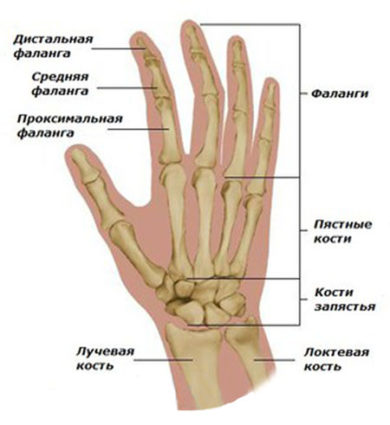 Схема руки