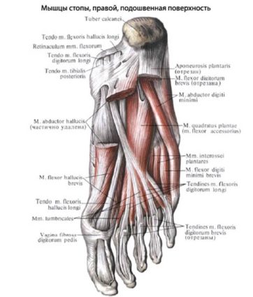 Короткий разгибатель большого пальца стопы и его взаимосвязь с другими мышцами