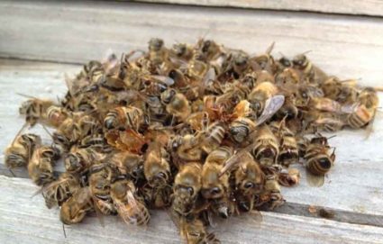 Подмор пчелиный для суставов – методы использования препарата