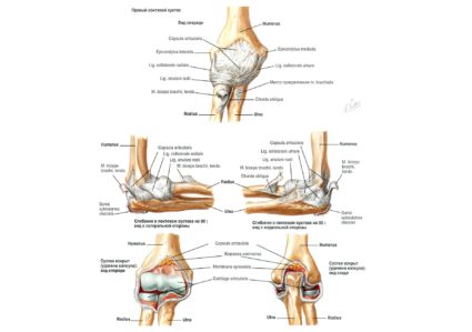 Локтевой сустав: анатомия и строение