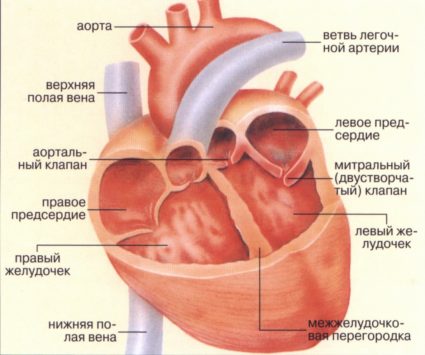 Сердечная мышца имеют схожие молекулы на сам стрептококк