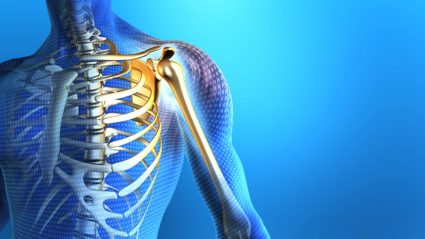 Плечевой сустав: анатомия