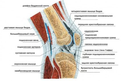Связки коленного сустава: анатомия