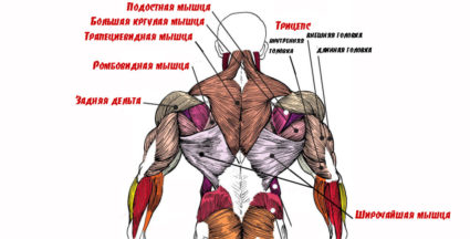 Анатомия мышц спины позволяет человеку прямо ходить и двигать руками