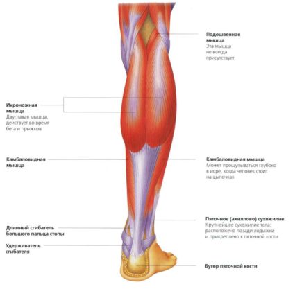 Анатомия ноги человека, ее особенности