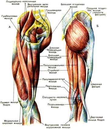 Именно благодаря мышцам, ноги имеют красивую форму,