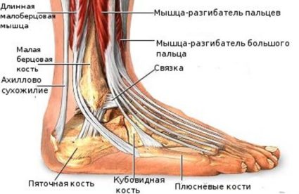 Анатомия голеностопа - мышцы