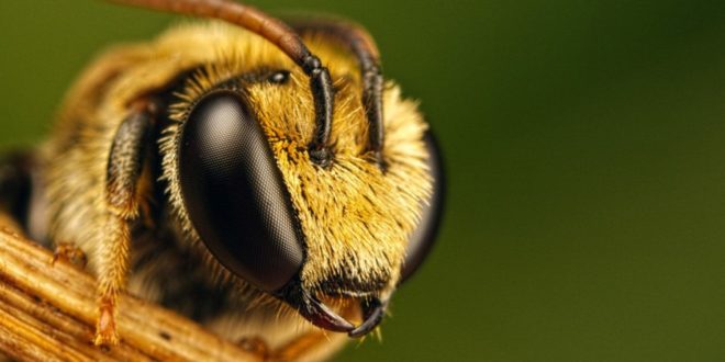 Подмор пчелиный