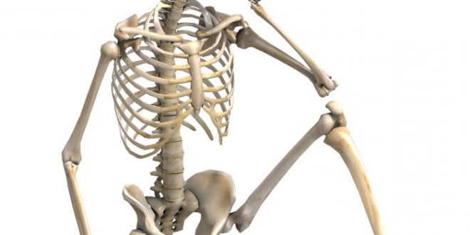Скелет состоит из большого количества костей