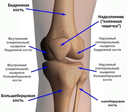 Строение колена - самого сложного сустава