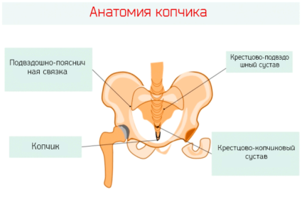 Анатомия копчика