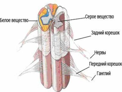 Строение спинного мозга и его оболочек