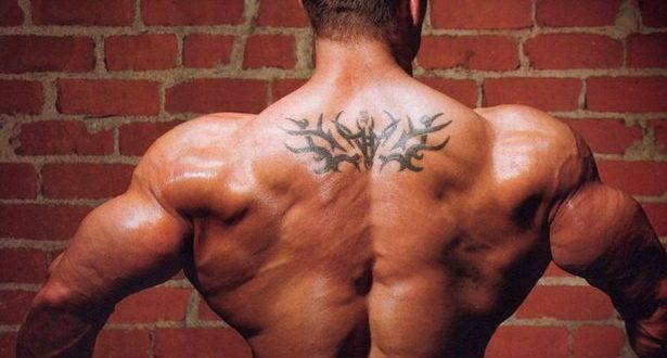 мышц спины