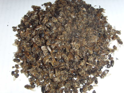 Препарат «Софья», сделанный на основе яда пчелы