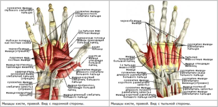 Анатомия кисти руки