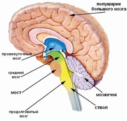 Продолговатый мозг представляет собой конус с массой нейронов